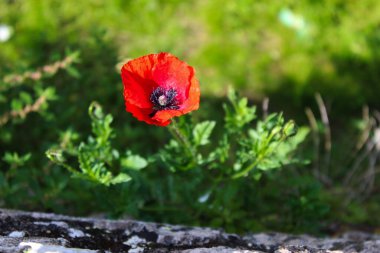 Güneşin altında duvarın yanında kırmızı bir gelincik çiçeği. Papaver rhoeas, normal haşhaş, mısır haşhaşı, mısır gülü, tarla gelinciği, Flanders gelinciği, kırmızı haşhaş. Beja, Portekiz.