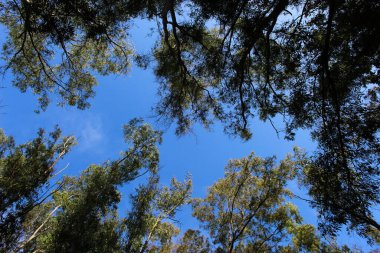 Özgürlük kavramı. Yeşil ağaçlar ormanın tepesinde, gökyüzü arka planında. Beja, Portekiz.