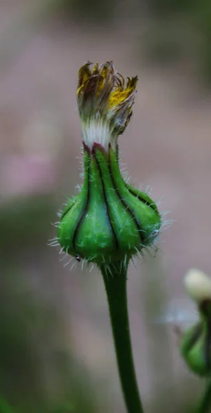 Karahindiba Çiçeği Açılmaya Hazır Tohum Başı Için Hazır Beja Portekiz — Stok fotoğraf