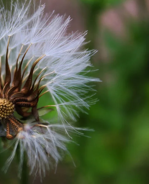 Close Seeded Dandelion Head Symbol Possibility Hope Dreams Good Image — Stock Photo, Image