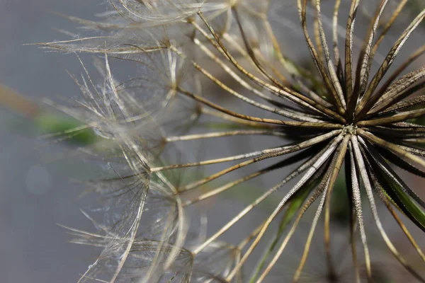 Aus Nächster Nähe Makro Des Löwenzahnkopfes Beja Portugal — Stockfoto