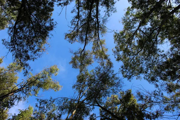 Bosque Árboles Ramas Hojas Fondo Azul Del Cielo Beja Portugal —  Fotos de Stock