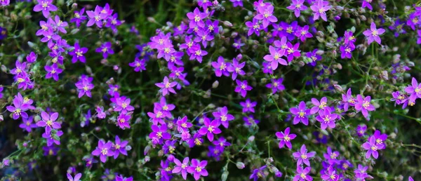 Банер Дуже Малих Інвазивних Фіолетових Квітів Бежі Португалія — стокове фото