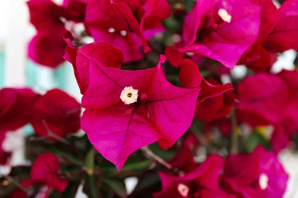 Bougainvillea Spectabilis Conhecido Como Grande Buganvília Uma Linda Flor Beja — Fotografia de Stock