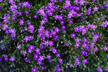 Bir yerde bir sürü küçük mor çiçek var. Beja, Portekiz.