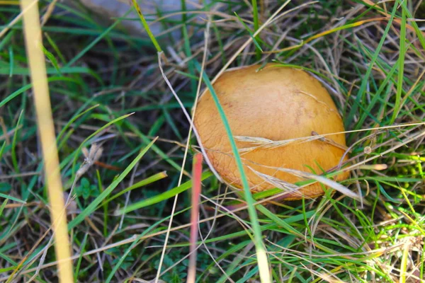 자라는 버섯입니다 보스니아헤르체고비나의 산에서 — 스톡 사진