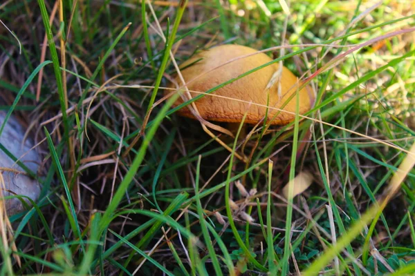 Brauner Pilz Wächst Gras Auf Dem Berg Bjelasnica Bosnien Und — Stockfoto