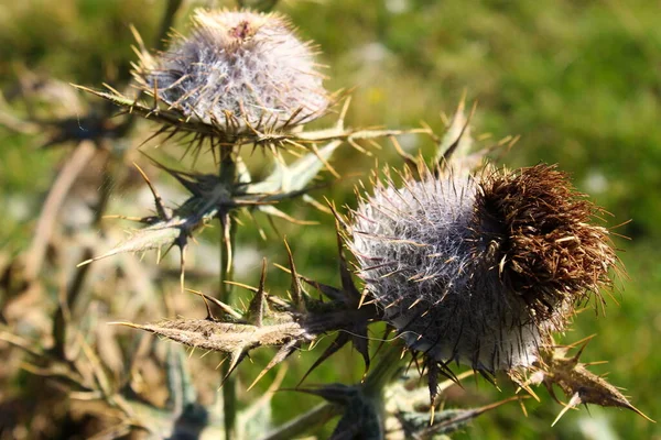 Flor Cabeça Cardo Com Espinhos Afiados Montanha Bjelasnica Bósnia Herzegovina — Fotografia de Stock