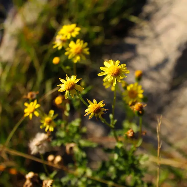 Asteraceae Ailesinden Güzel Sarı Çiçekler Bosna Hersek Bjelasnica Dağı Nda — Stok fotoğraf