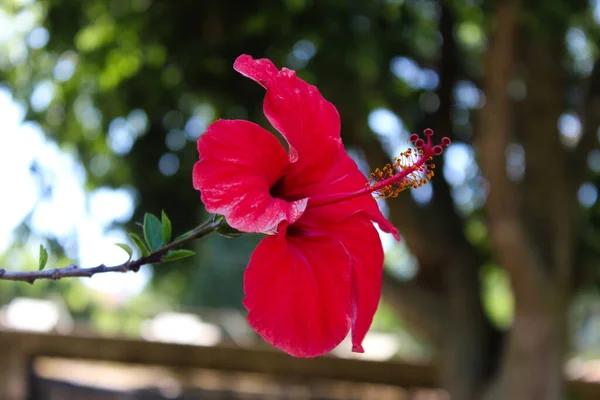 Close Red Hibiscus Flower Side Details Anthers Pistils Beja Portugal — Stock Photo, Image