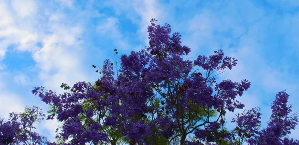 Jacaranda Mimosifolia Przeciwko Błękitnemu Niebu Chmurami Idealna Kompozycja Kolorów Sztandar — Zdjęcie stockowe