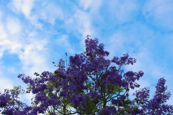 Pousi Preto Samambaia Momento Floração Frente Céu Azul Com Nuvens — Fotografia de Stock