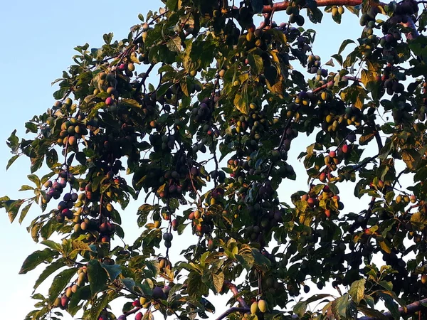 A plum tree with a lot of unripe plum fruits on it. Plum fruits. Zavidovici, Bosnia and Herzegovina.