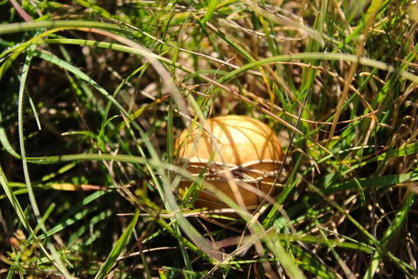 庭の草の中で成長している茶色のキノコ 山Bjelasnica ボスニア ヘルツェゴビナで — ストック写真