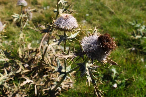 Cabeças Flores Secas Cardo Com Espinhos Afiados Outono Montanha Bjelasnica — Fotografia de Stock