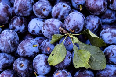 Üstünde birkaç yaprak olan mavi eriklerle dolu bir çerçeve. Zavidovici, Bosna-Hersek.