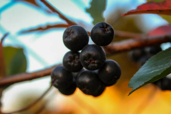 Eine Gruppe Apfelbeeren Auf Einem Zweig Aroniabeeren Zavidovici Bosnien Und — Stockfoto