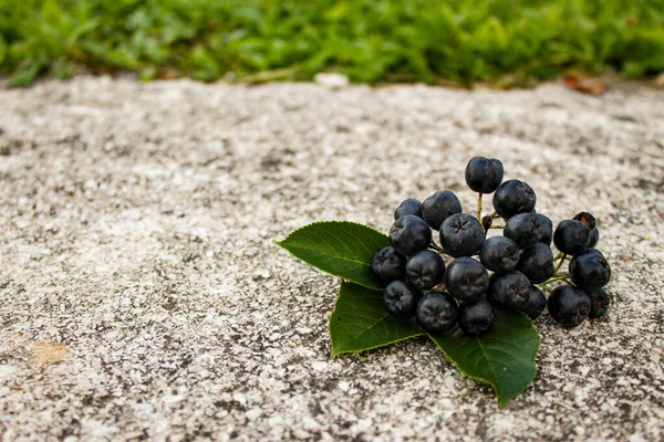 Group Chokeberry Berries Three Leaves Concrete Aronia Berries Zavidovici Bosnia — Stock Photo, Image