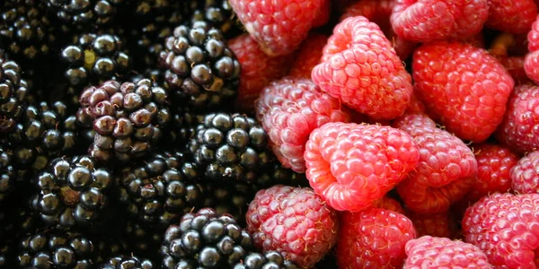 Banner Von Brombeeren Und Himbeeren Auf Der Linken Seite Brombeeren — Stockfoto