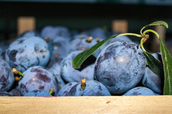 Ripe Plums Wooden Crate Focus One Plum Leaves Zavidovici Bosnia — Stock Photo, Image