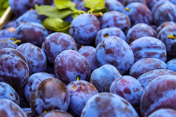 Cadre Complet Prunes Aux Fruits Prunus Domestica Zavidovici Bosnie Herzégovine — Photo