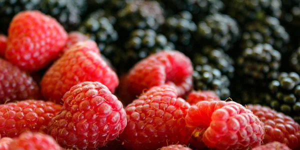 Bannière Gros Plan Framboises Mûres Floues Arrière Plan Zavidovici Bosnie Images De Stock Libres De Droits