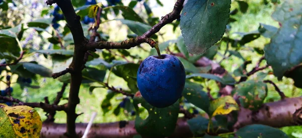 Una Ciruela Madura Una Rama Hermosa Ciruela Azul Rama Zavidovici — Foto de Stock