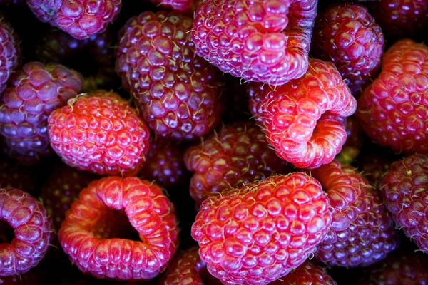 Full Frame Raspberry View Top View Zavidovici Bosnia Herzegovina — Stock Photo, Image