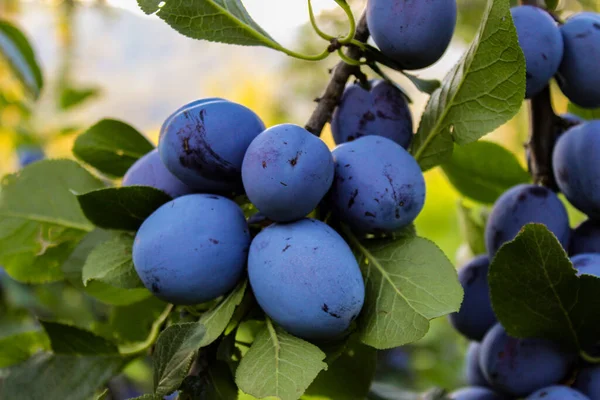 Large Plums Group — Stock Photo, Image