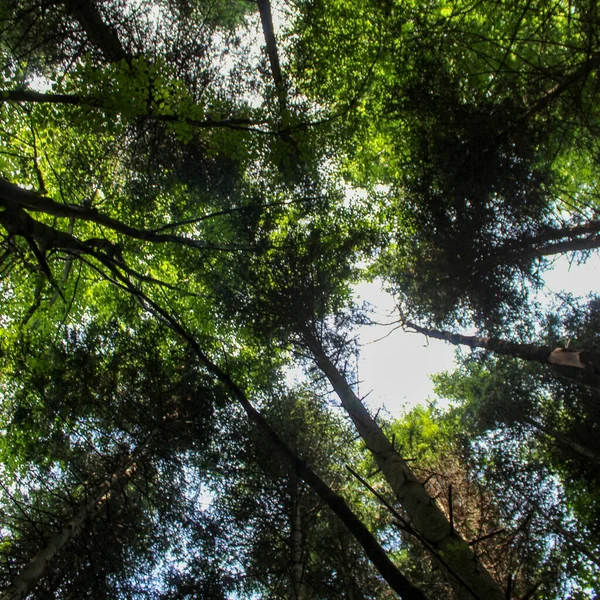 Vista Dal Basso Verso Cielo Rami Alberi Nella Foresta Foreste — Foto Stock