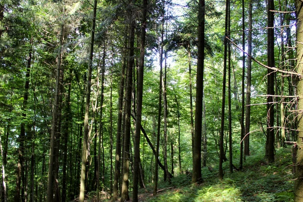 Árvores Floresta Numa Encosta Florestas Bósnia Herzegovina — Fotografia de Stock