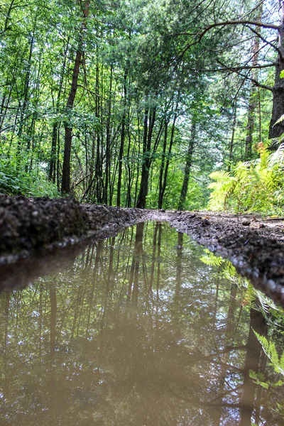 Вода Следах Шин Лесной Дороге Летом Лес Леса Боснии Герцеговины — стоковое фото