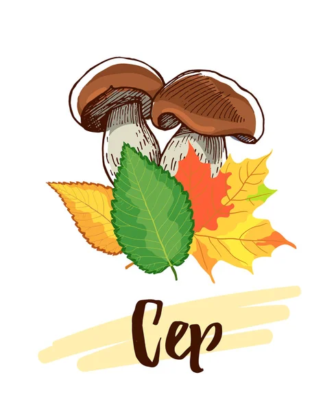 Hand Drawn Cep Mushrooms — Stock Vector