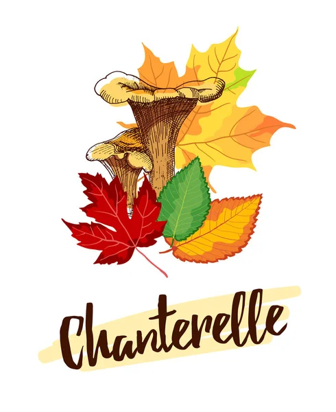 Μανιτάρια chanterelle με το χέρι — Διανυσματικό Αρχείο