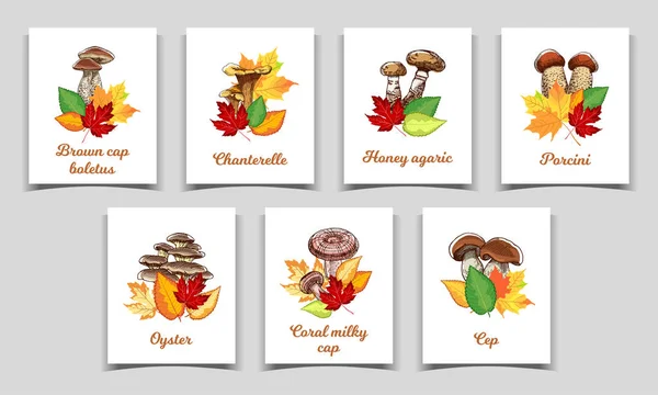 Autumn Collection Edible Mushrooms — Stock Vector