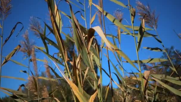 Paysage Naturel Été Les Roseaux Dans Vent — Video