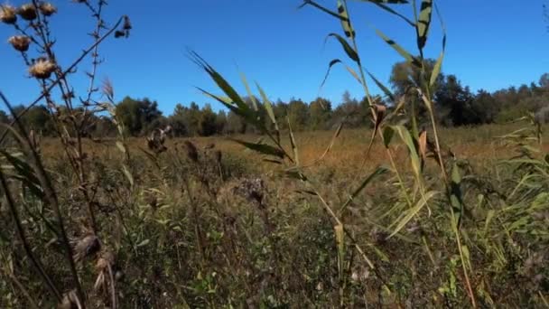 Natuurlijk Landschap Zomer Rieten Wind — Stockvideo