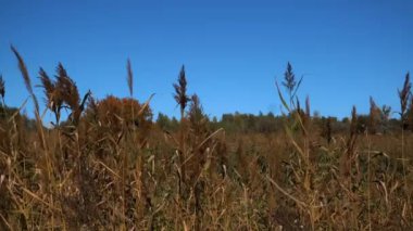 Yazın doğal manzara. Rüzgardaki sazlıklar