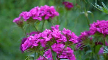 Parlak çiçekler kapanıyor. Bulanık arkaplan