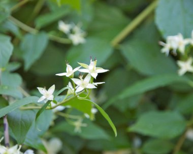 Parlak çiçekler kapanıyor. Bulanık arkaplan