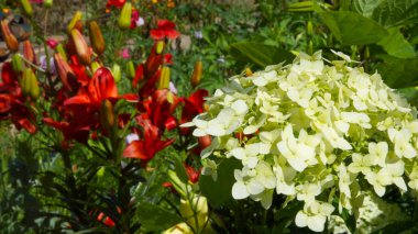 Parlak çiçekler kapanıyor. Bulanık arkaplan