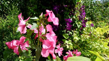 Parlak çiçekler kapanıyor. Bulanık arkaplan