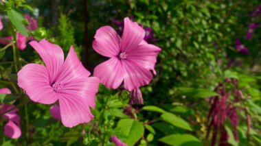 Parlak çiçekler kapanıyor. Bulanık arkaplan