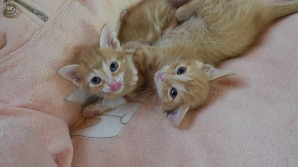 Kırmızı Turuncu Kedi Yavrusu Yakın Çekim — Stok fotoğraf