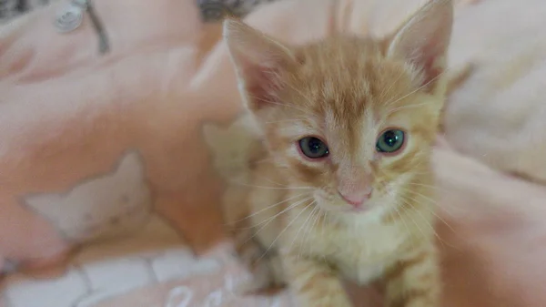 Gatinho Laranja Vermelho Close — Fotografia de Stock