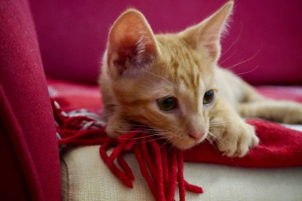 Gatinho Laranja Vermelho Close — Fotografia de Stock