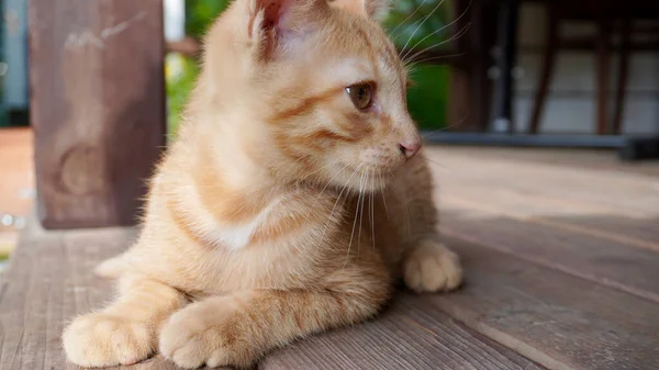 Gatinho Laranja Vermelho Close — Fotografia de Stock