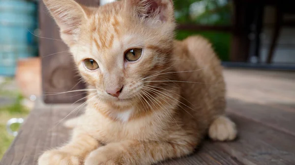 Czerwony Pomarańczowy Kociak Zbliżenie — Zdjęcie stockowe
