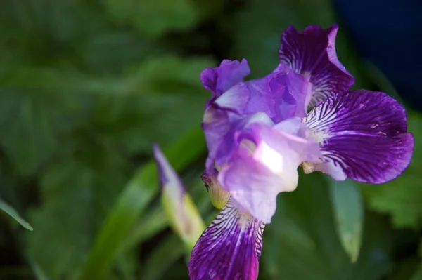 Flores Brillantes Primer Plano Fondo Borroso — Foto de Stock