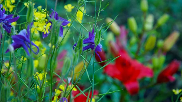 Jasné Květiny Detailně Rozmazané Pozadí — Stock fotografie